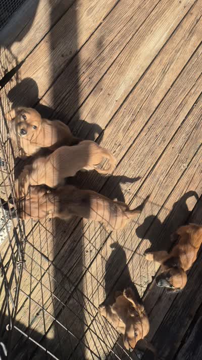 Shaded cream runt boy, a male Miniature Dachshund for sale in Vonore, TN – 2 of 4