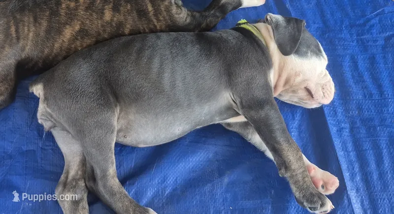 Blue white girl – Olde English Bulldogge puppy for sale in Vonore, TN