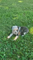 Half face brindle girl, a female Olde Boston Bulldogge for sale in Vonore, TN – 1 of 1