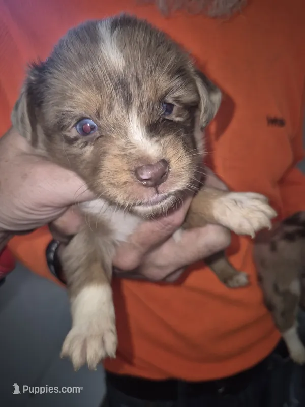 Red Merle Boy – Toy Australian Shepherd puppy for sale in Vonore, TN