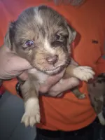 Red Merle Boy, a male Toy Australian Shepherd for sale in Vonore, TN – 1 of 5