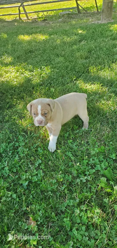 Fawn girl – Olde Boston Bulldogge puppy for sale in Vonore, TN