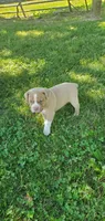 Fawn girl, a female Olde Boston Bulldogge for sale in Vonore, TN – 1 of 1
