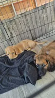 Cream AKC Girl, a male Miniature Dachshund for sale in Vonore, TN – 2 of 2