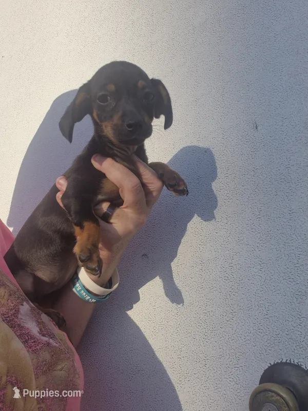 Dark black tan chiweenie girl – Chiweenie puppy for sale in Vonore, TN