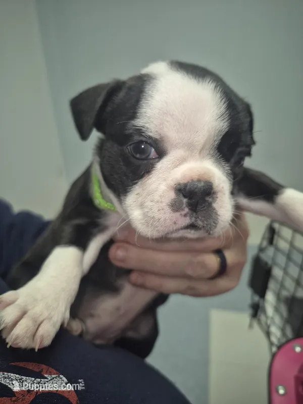 Boston Girl Green collar – Boston Terrier puppy for sale in Vonore, TN