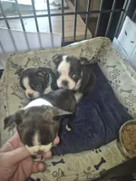 Boston Girl Green collar, a female Boston Terrier for sale in Vonore, TN – Photo 2 of 2