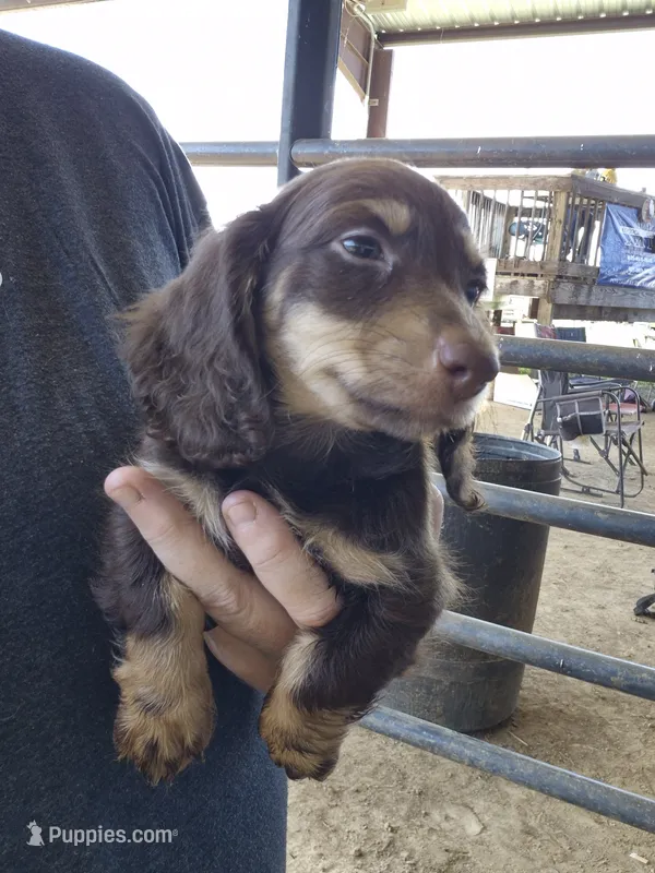 Chocolate tan Long haired boy  – Miniature Dachshund puppy for sale in Vonore, TN