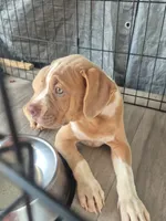 Fawn Bulldogge girl, a female Olde Boston Bulldogge for sale in Vonore, TN – 2 of 2