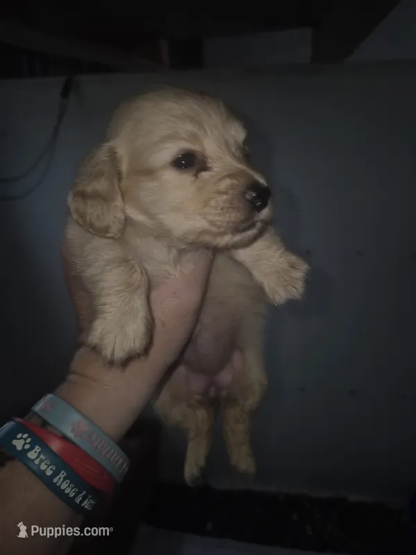 ee cream girl  – Miniature Dachshund puppy on hold in Vonore, TN