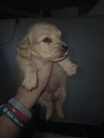 ee cream girl , a female Miniature Dachshund for sale in Vonore, TN – 1 of 2