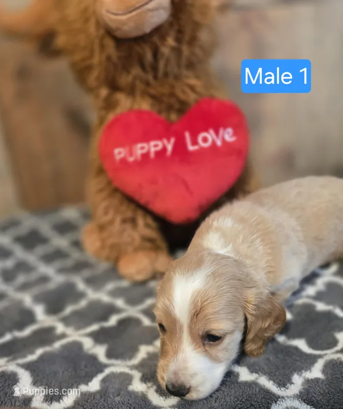 male piebald  – Miniature Dachshund puppy for sale in Vonore, TN