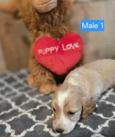 male piebald , a male Miniature Dachshund for sale in Vonore, TN – Photo 1 of 3