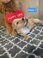 male piebald , a male Miniature Dachshund for sale in Vonore, TN – Photo 3 of 3