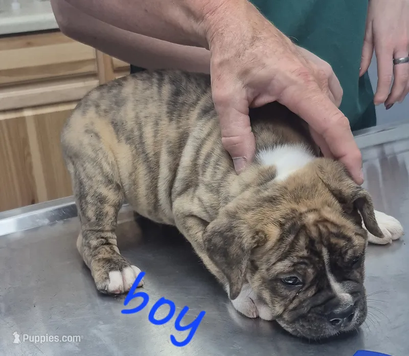 Light brindle boy – English Bulldog puppy for sale in Vonore, TN