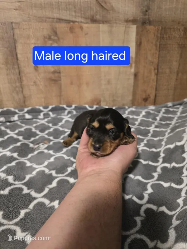 long haired black and tan male – Miniature Dachshund puppy for sale in Vonore, TN