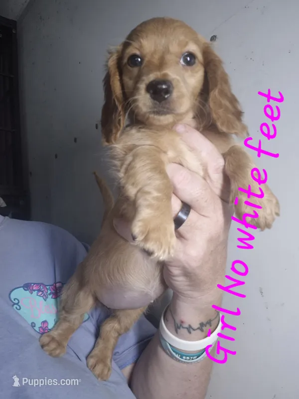 Long haired red cream Girl – Miniature Dachshund puppy for sale in Vonore, TN