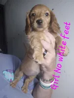 Long haired red cream Girl, a female Miniature Dachshund for sale in Vonore, TN – 1 of 3
