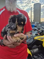 Echo Dapple Female cream pointed, a female Miniature Dachshund for sale in Vonore, TN – 2 of 2
