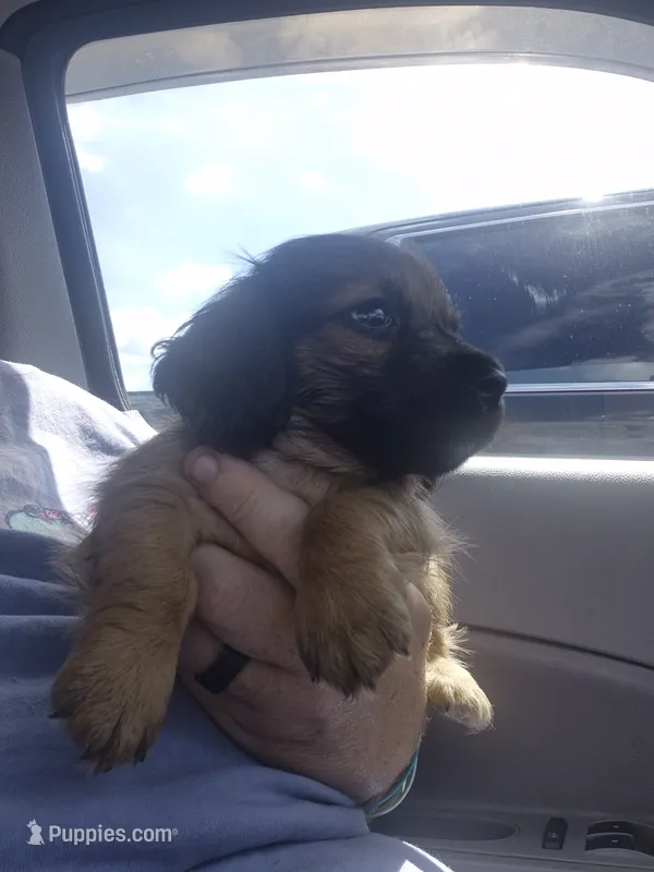 Shaded cream runt boy – Miniature Dachshund puppy for sale in Vonore, TN