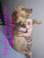Long haired red cream Girl, a female Miniature Dachshund for sale in Vonore, TN – 3 of 3