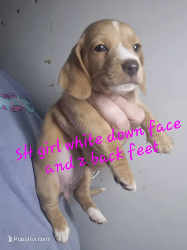 Cream SH girl white face – Dachshund puppy for sale in Vonore, TN