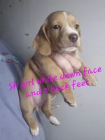 Cream SH girl white face, a female Dachshund for sale in Vonore, TN – 1 of 1