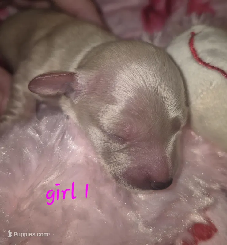 ee cream Girl 1 – Miniature Dachshund puppy for sale in Vonore, TN