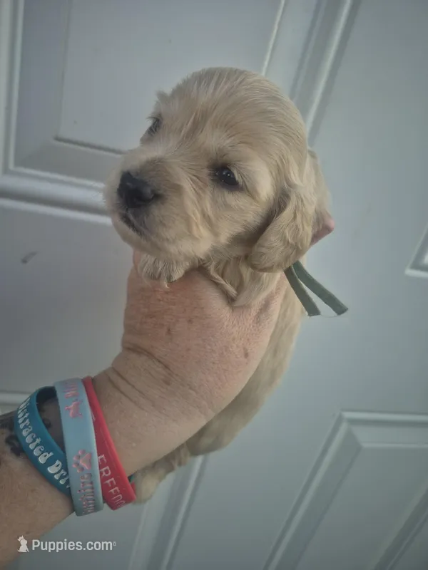 ee cream Girl teal collar – Miniature Dachshund puppy for sale in Vonore, TN