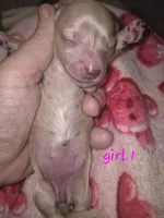 ee cream Girl 1, a female Miniature Dachshund for sale in Vonore, TN – Photo 2 of 3