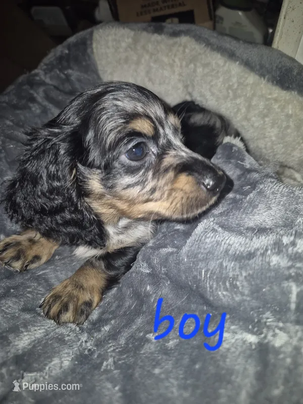 Ckc Long haired Dapple Boy – Miniature Dachshund puppy for sale in Vonore, TN