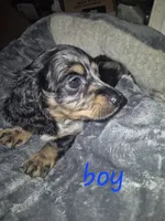 Ckc Long haired Dapple Boy, a female Miniature Dachshund for sale in Vonore, TN – 1 of 2