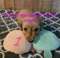 LH AKC girl red cream, a female Miniature Dachshund for sale in Vonore, TN – 1 of 1