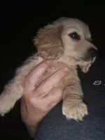 ee Cream Ckc Boy, a male Miniature Dachshund for sale in Vonore, TN – 1 of 2
