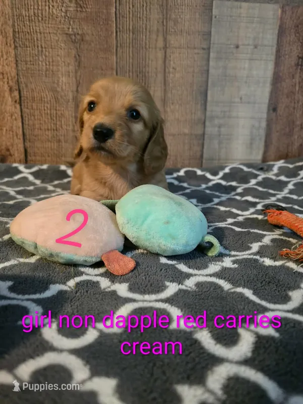 LH AKC cream red girl 2 – Miniature Dachshund puppy for sale in Vonore, TN