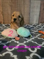LH AKC cream red girl 2, a female Miniature Dachshund for sale in Vonore, TN – 1 of 1