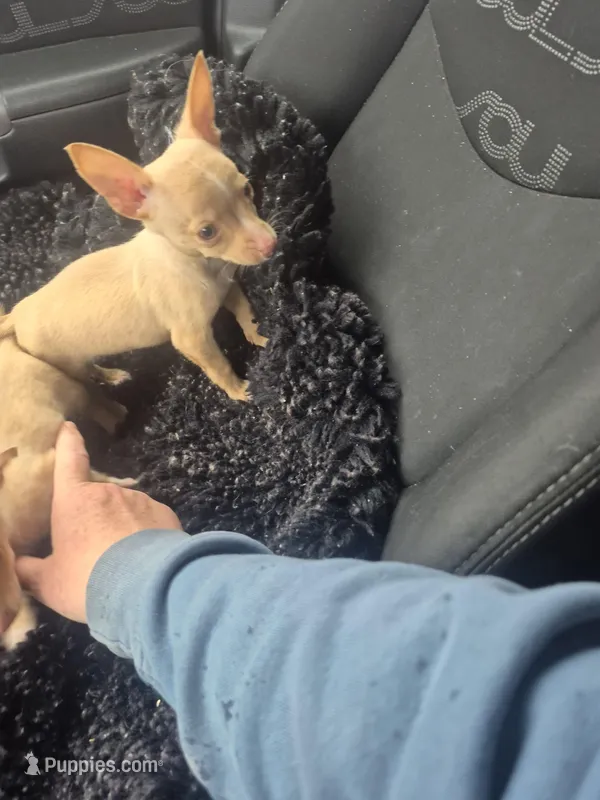 Zip – Chihuahua puppy for sale in Vonore, TN