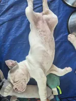 Blue white Olde English Girl, a female Olde English Bulldogge for sale in Vonore, TN – 2 of 2