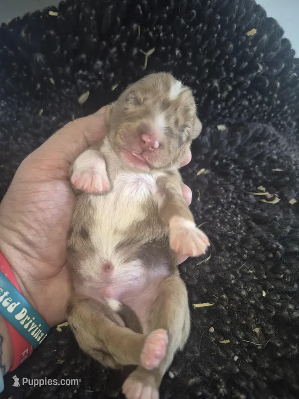 Red Merle Boy – Toy Australian Shepherd puppy for sale in Vonore, TN