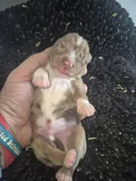 Red Merle Boy, a male Toy Australian Shepherd for sale in Vonore, TN – Photo 1 of 2