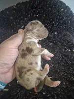 Red Merle Boy, a male Toy Australian Shepherd for sale in Vonore, TN – Photo 2 of 2