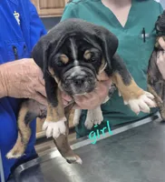Black tan girl, a female English Bulldog for sale in Vonore, TN – 1 of 2