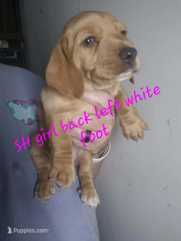 CREAM SHORT HAIRED GIRL – Dachshund puppy for sale in Vonore, TN