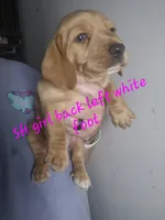 CREAM SHORT HAIRED GIRL, a female Dachshund for sale in Vonore, TN – 1 of 2