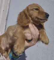 AKC red cream Boy, a male Miniature Dachshund for sale in Vonore, TN – 1 of 1
