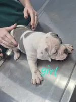 Blue brindle 1/2 face girl, a male English Bulldog for sale in Vonore, TN – 2 of 2