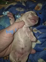 ee cream boy 1, a male Miniature Dachshund for sale in Vonore, TN – Photo 3 of 5