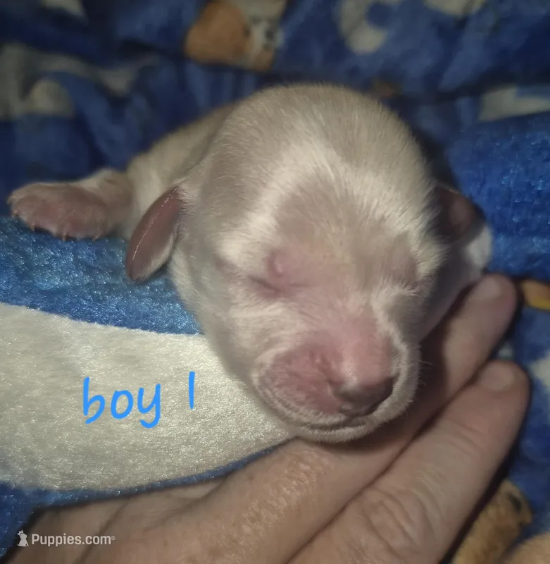 ee cream boy 1 – Miniature Dachshund puppy for sale in Vonore, TN