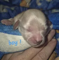 ee cream boy 1, a male Miniature Dachshund for sale in Vonore, TN – Photo 1 of 5