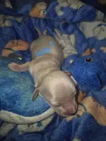 ee cream boy 1, a male Miniature Dachshund for sale in Vonore, TN – Photo 2 of 5